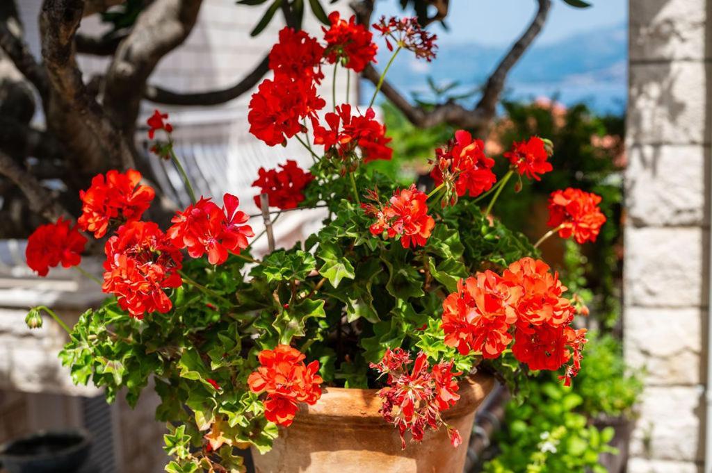 Villa Markoc Cavtat Ngoại thất bức ảnh